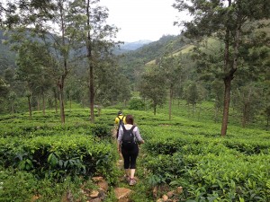 Trekking back down through lush tea plantations.