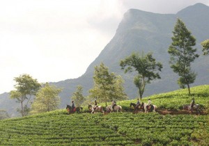 Horseback riding through tea plantations!