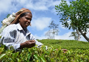 A woman busy plucking tea in the morning