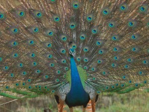 This peacock isn’t shy about showing off. 