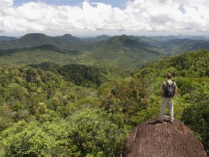 The spectacular Sinharaja: the last remaining pristine rainforest in Sri Lanka. 