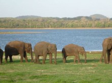 Elephant gathering in minneriya national park