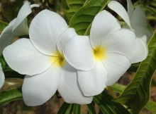 araliya flower