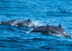 dolphins in the blue ocean