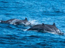 dolphins in the blue ocean